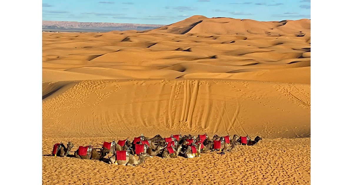 A camel parking lot in the Sahara Desert in Morocco. @BarbaraRedding