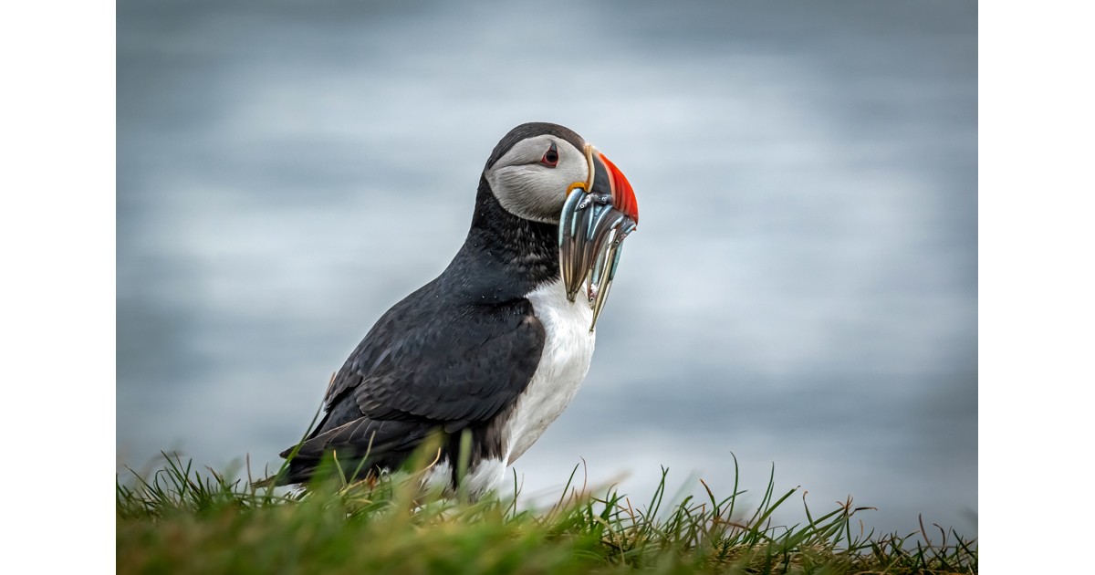 A puffin and his breakfast catch - Rose Palmer