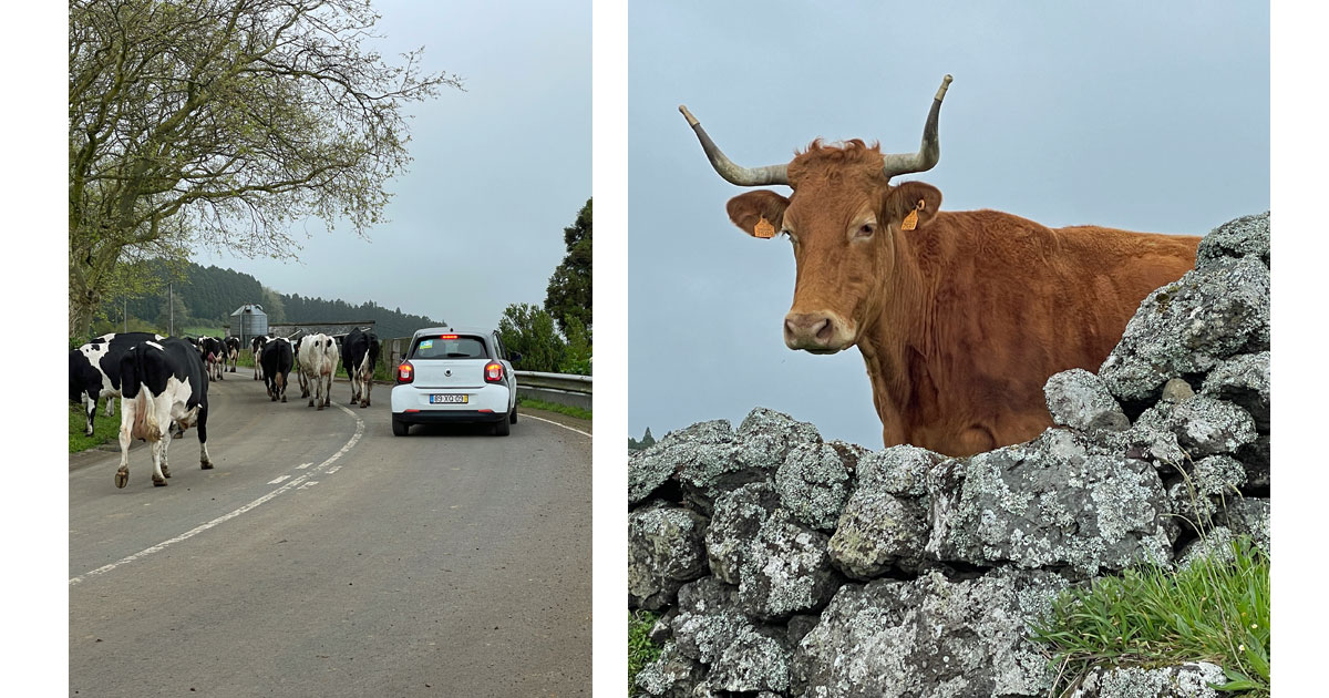 Azorean traffic jam! and a happy cow.