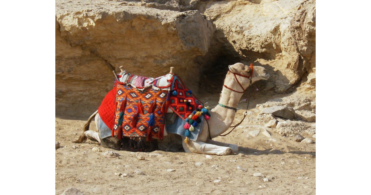 Camel in Egypt by Michele Baker