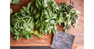 Fresh Basil from Skagit Valley by
