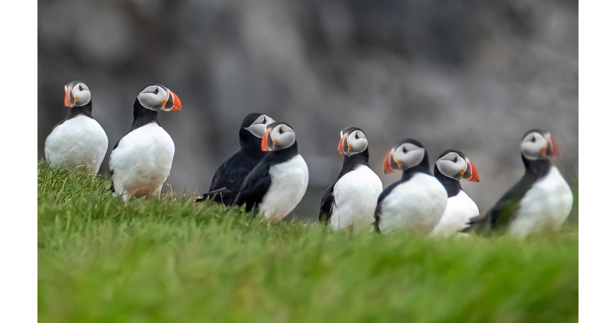 Just a few of the puffins on Flatey Island - Rose Palmer