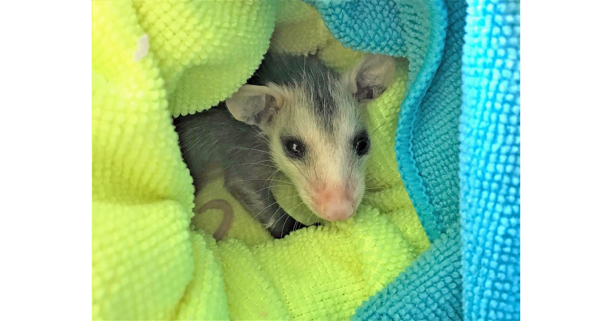 Little Joey Opossum - Appalachian-Wildlife-Refuge