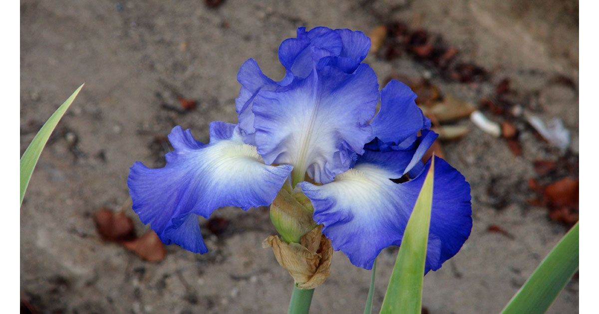 Porterville's Official Flower, the Purple Iris