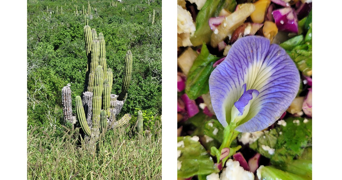 Saguaro look alike and a -pea flower.