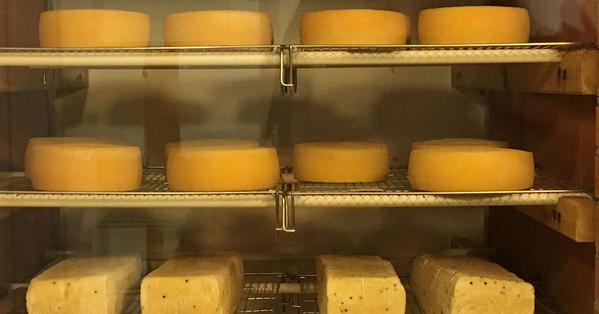 Glorious Cheese