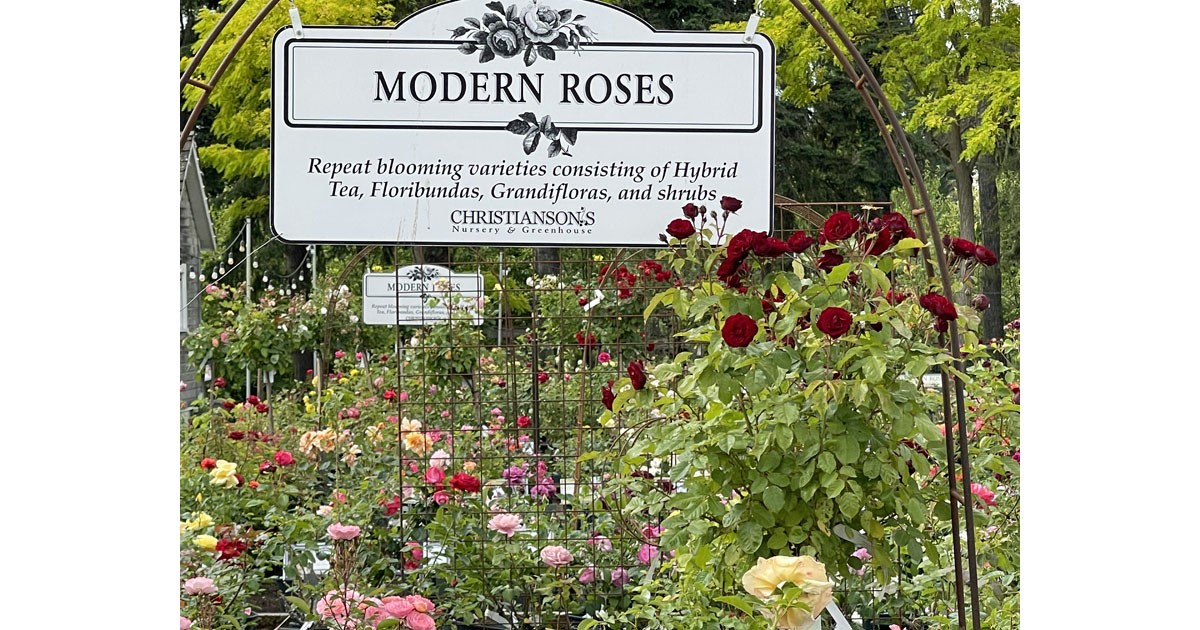 Christiansons Modern Roses