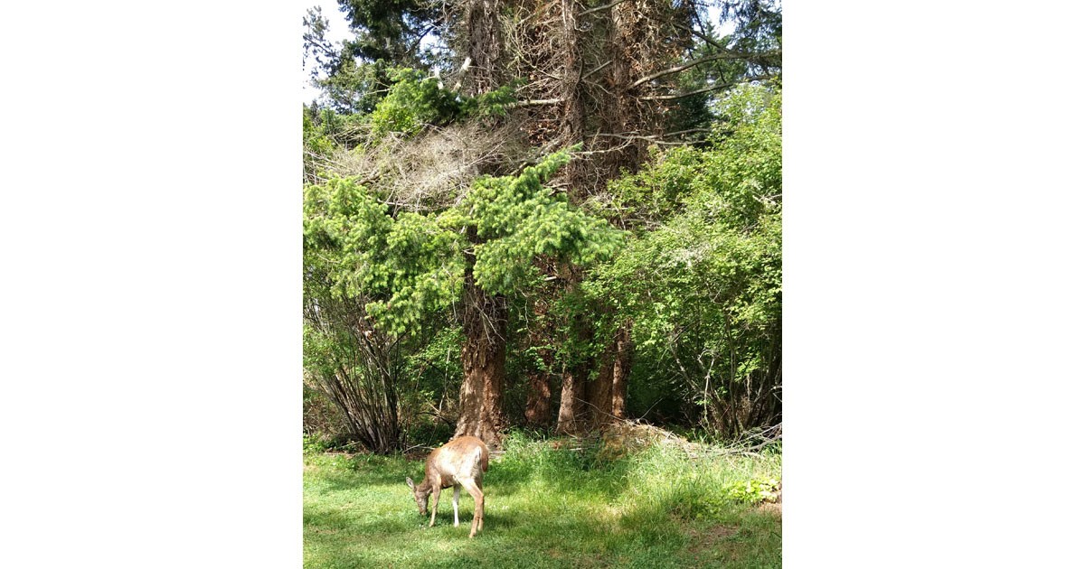 Deer are everywhere in Coupeville