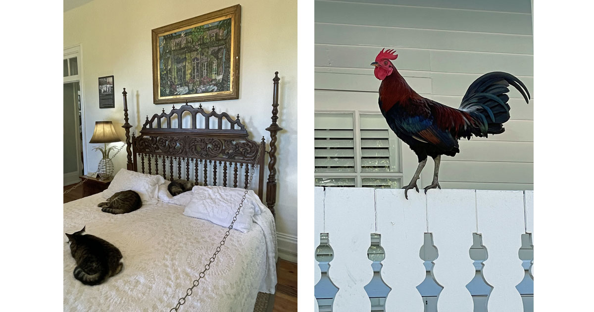 Feline residents make themselves at home on Hemingway's bed and Roosters rule the roost