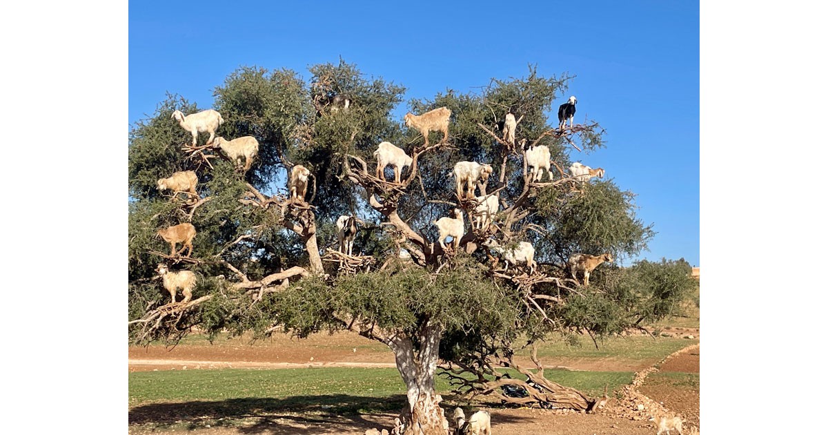 Goats in Argan trees near Essaouira. @BarbaraRedding