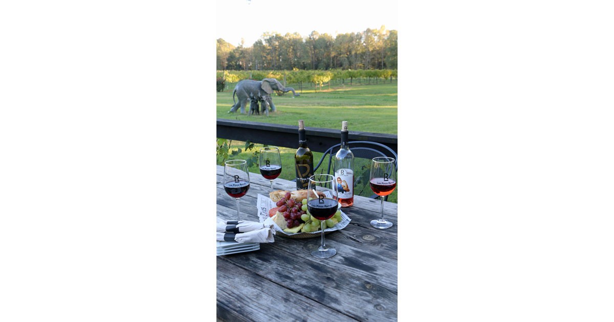 Wine and Bites with a View 
