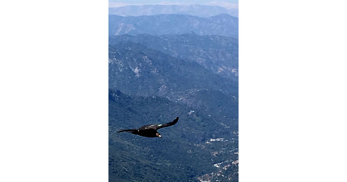 California Condor in Sequoia National Park