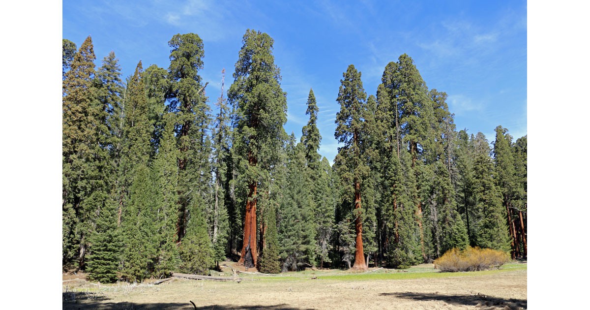 Sequoia National Park Puzzle
