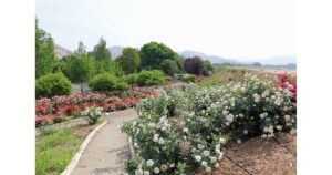Woodlake Rose Garden